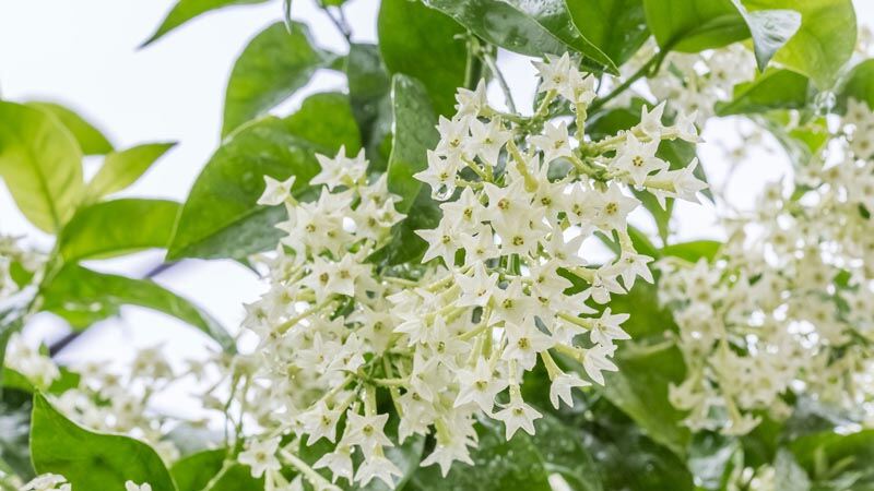 Cây giống hoa dạ lý, hương hoa thơm ngát, mua 3 tặng 1