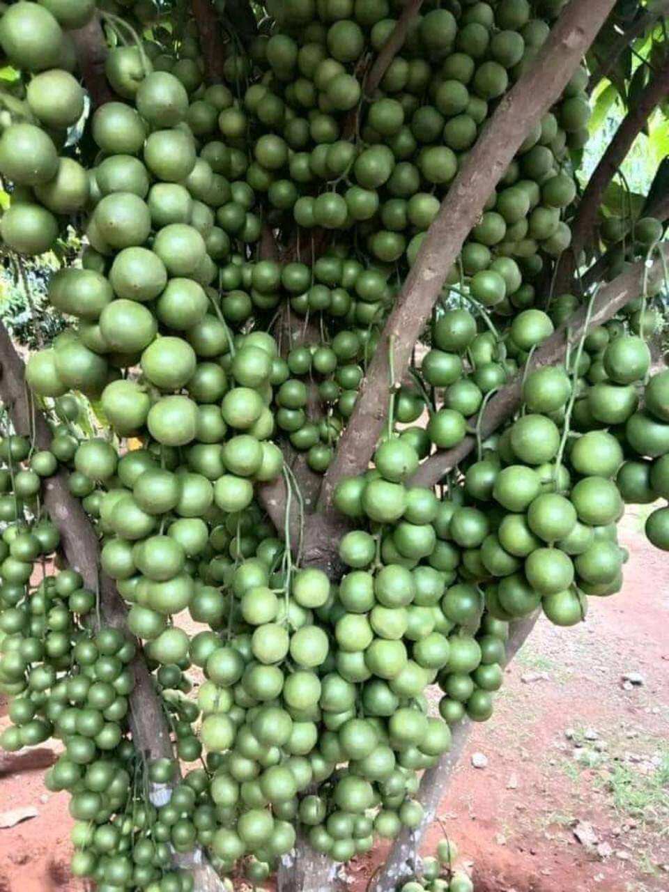 Cây giống dâu da thái siêu trái