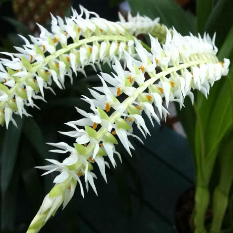 Hoa Lan đột biến móng rùa vv