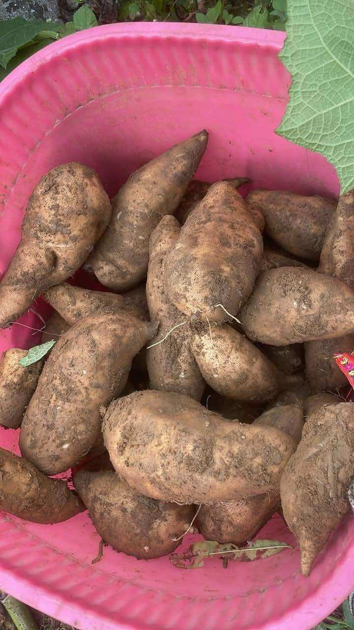 Sét 5kg Khoai Sâm đất Lào Cai (size to 4-5củ/1kg)