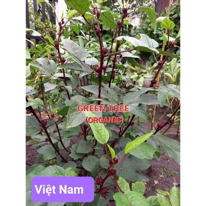 Cây giống atiso đỏ Việt Nam, Thái Lan(size nhỏ)