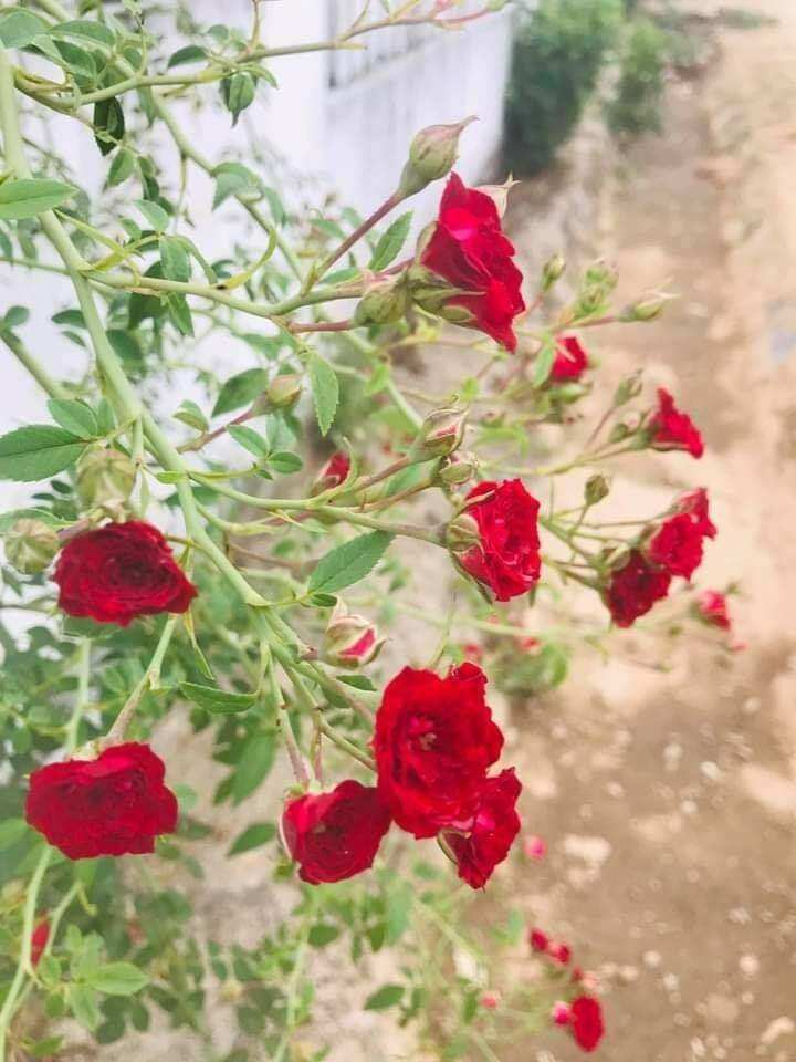 chậu giống hoa hồng leo red cascade