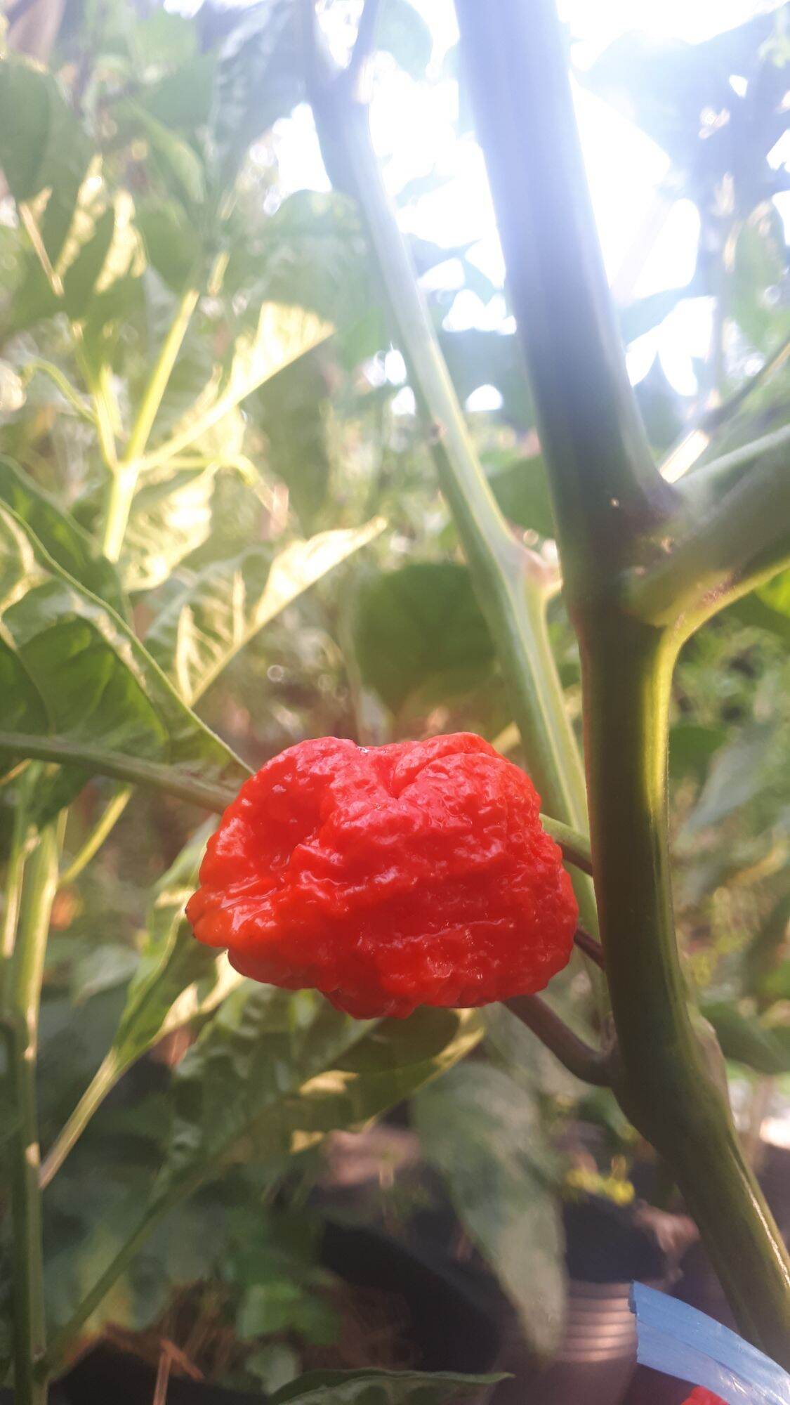 10 HẠT GIỐNG ỚT CAY CAROLINA REAPER