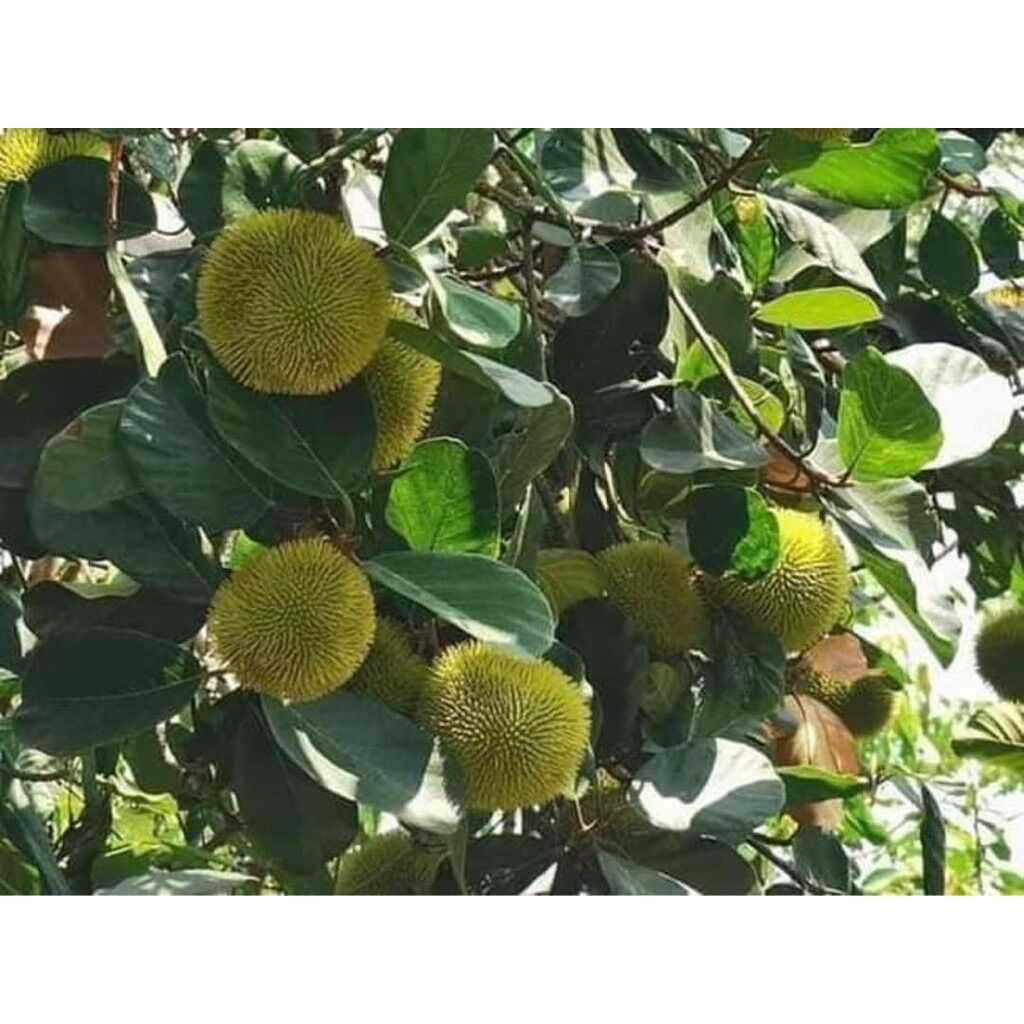 Cây giống mít Ấn Độ quả nhỏ siêu thơm