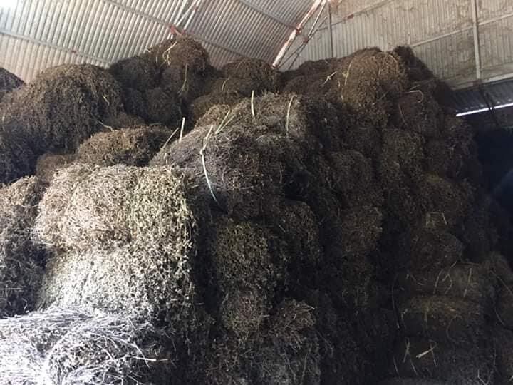 Cây thạch đen Cao Bằng khô gói 1kg