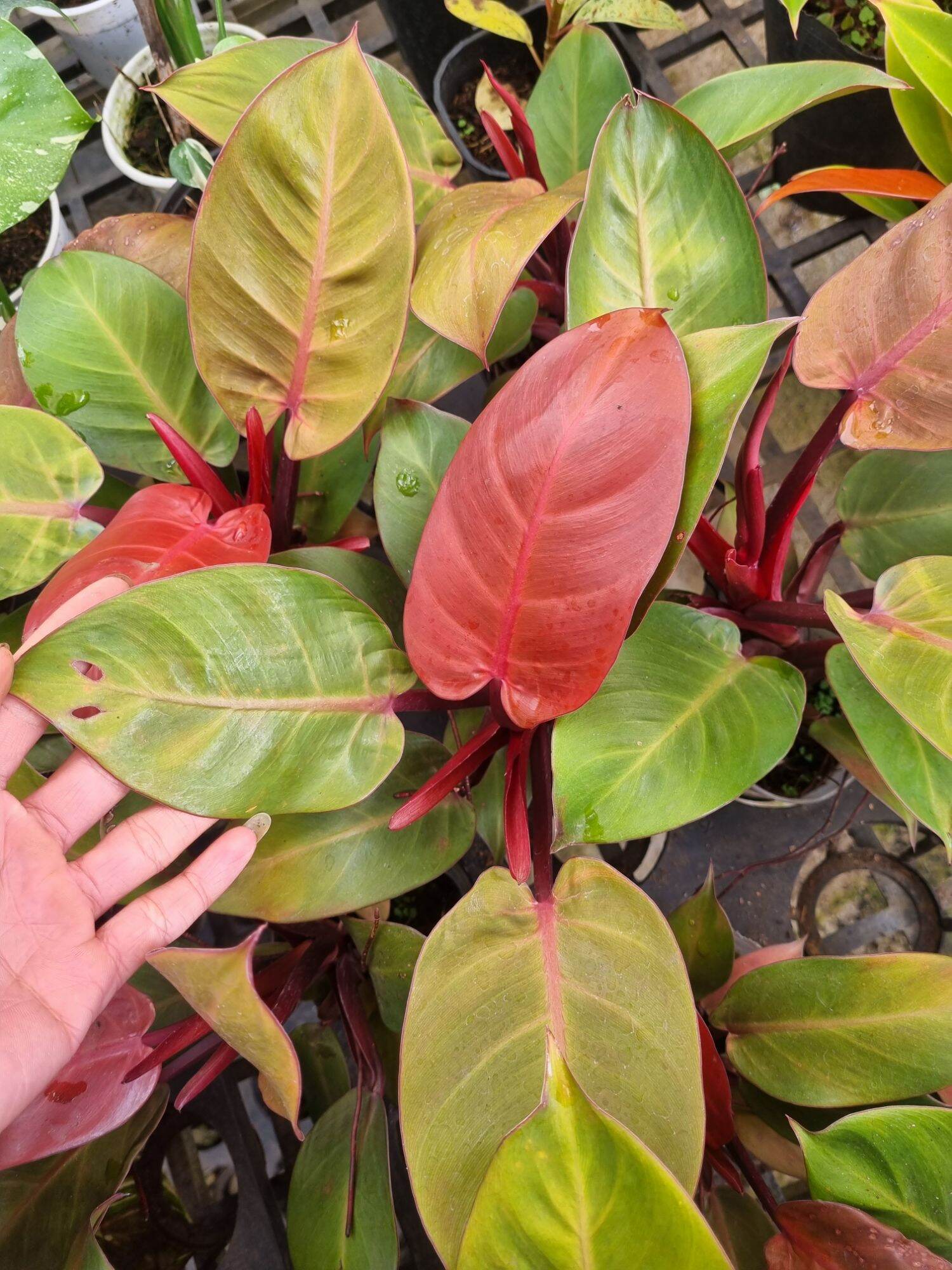 Cây đế vương đỏ - Philodendron erubescens