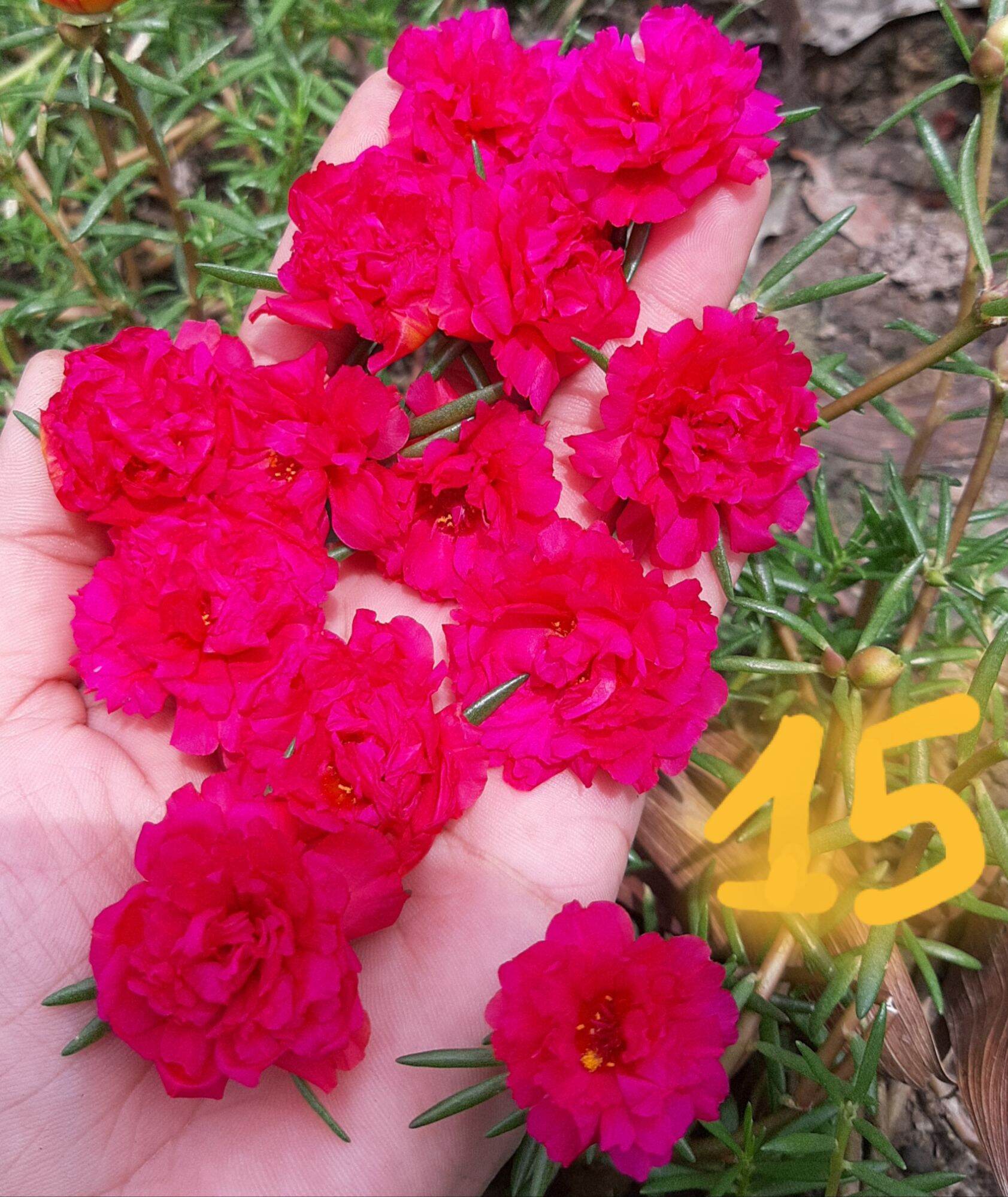 Cành hoa mười giờ 5 màu đỏ, trắng, vàng, tím, song hỷ 1 ký