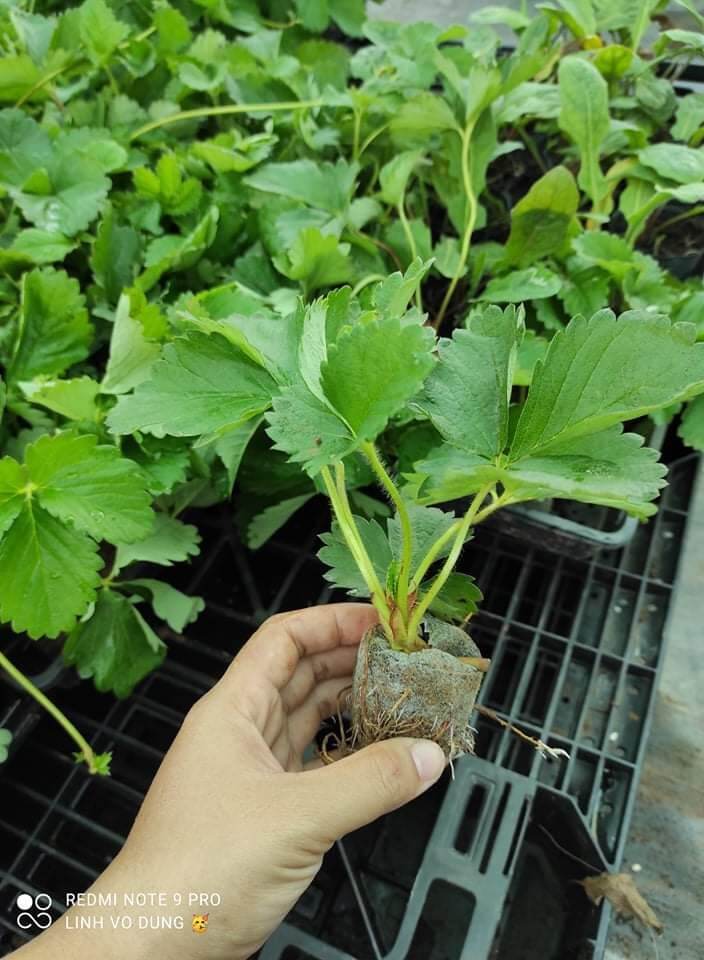 Combo 5 dâu tây Hana chịu nhiệt