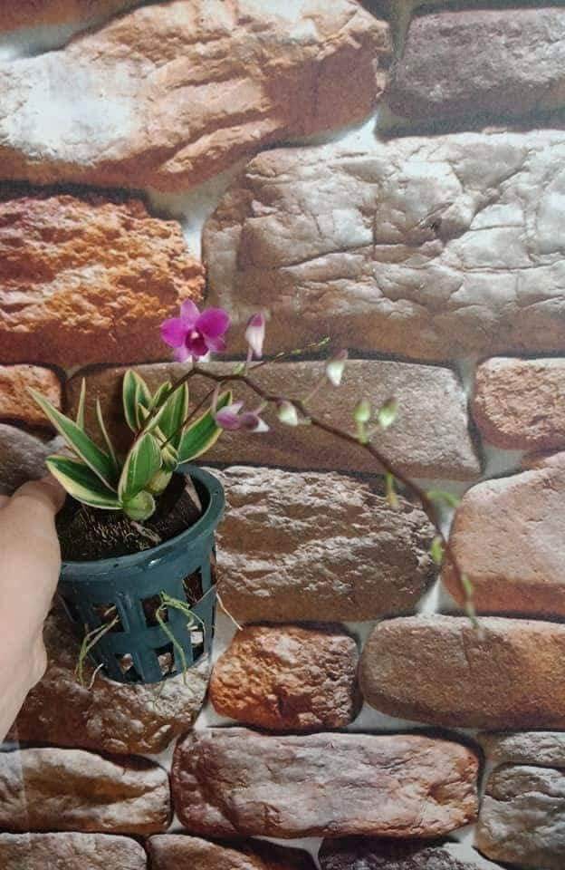 Lan denro mini lá phát tài giống