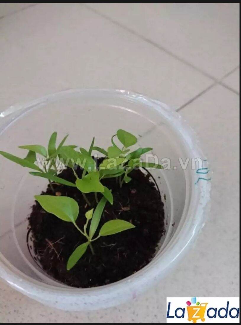 Hạt Lá Sâm Ta - Tỉ lệ lên mầm 100%