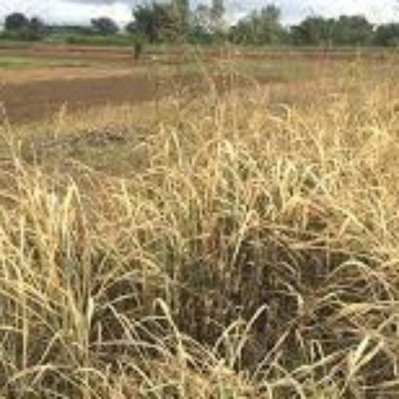 10GÓI THUỐC DIỆT CỎ BIOGLY 888( CỎ CŨ glyhosate888% chết tận gốc rễ)