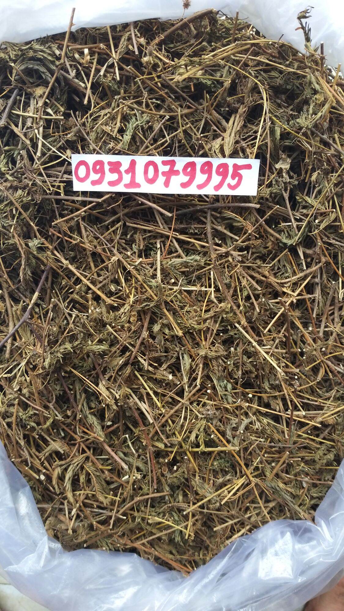 cây mắc cỡ - cây xấu hổ phơi khô 1kg