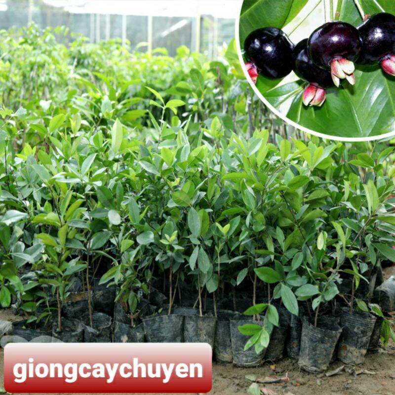 CÂY GIỐNG CHERRY ĐỎ BRAZIL
