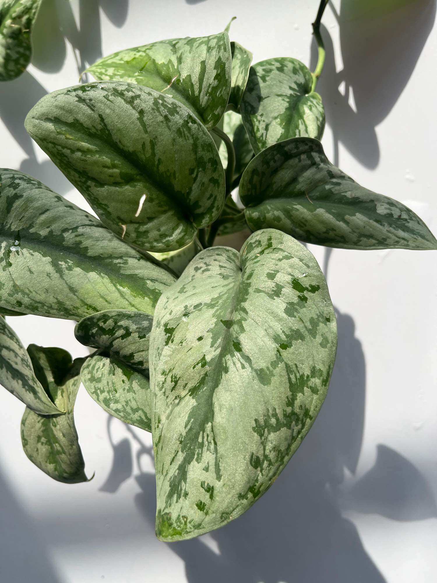 Trầu bà Lụa - (Scindapsus Pictus) - Chậu treo hoặc chậu gốm, cây dài 20-30cm