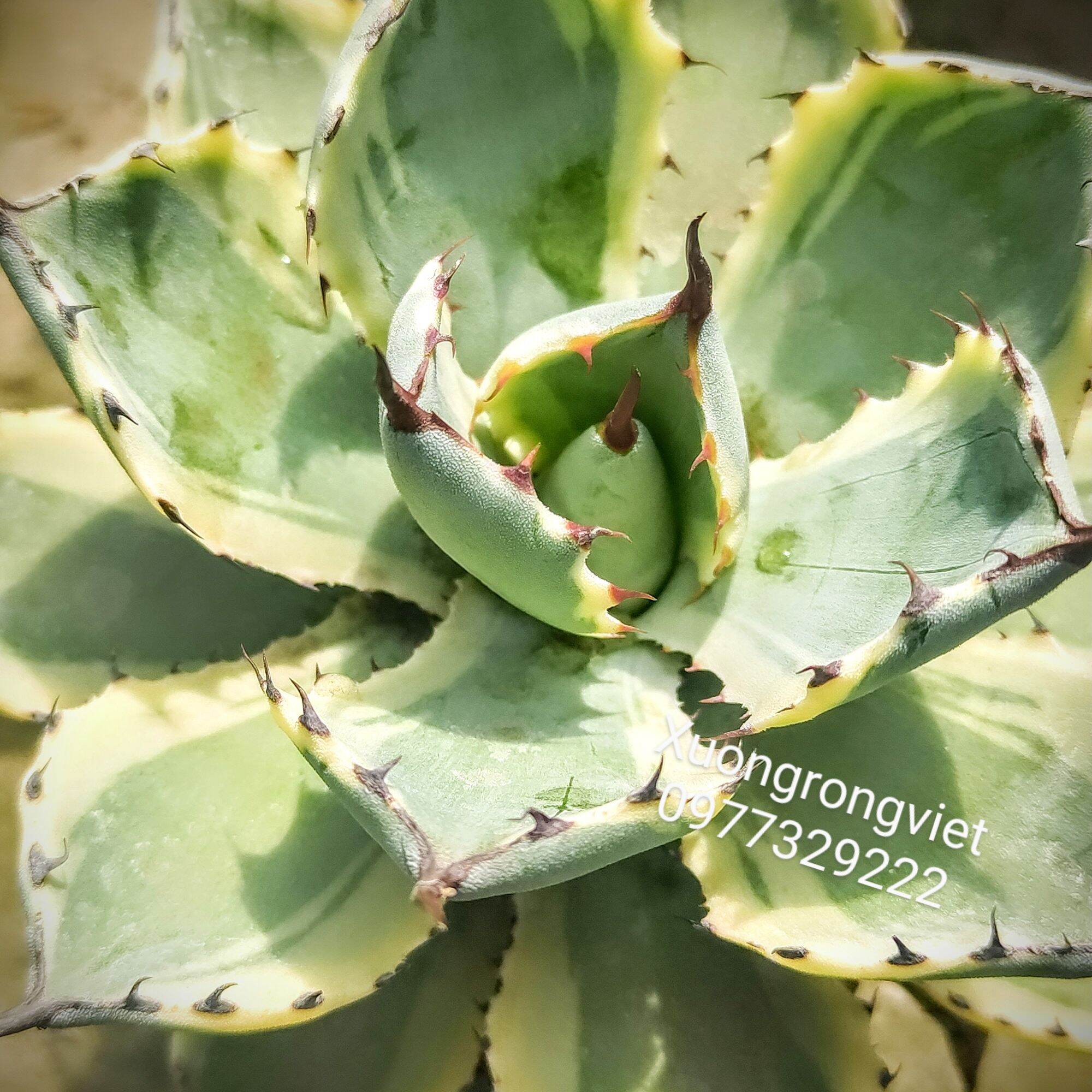 Dứa cảnh Agave lem vàng