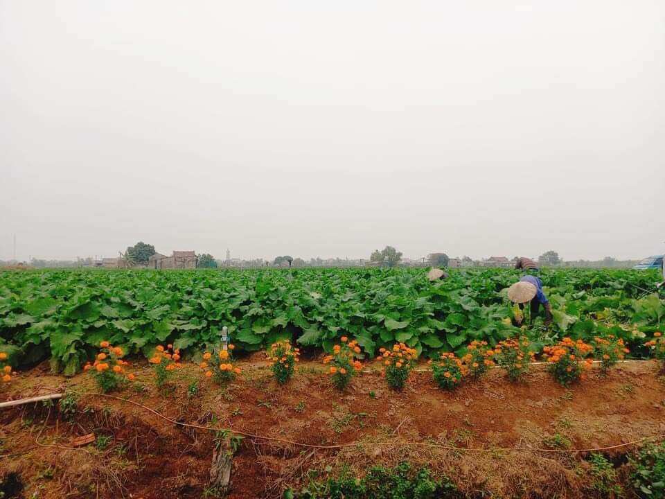 Trà ngưu bàng Đông Sâm, hộp 100g