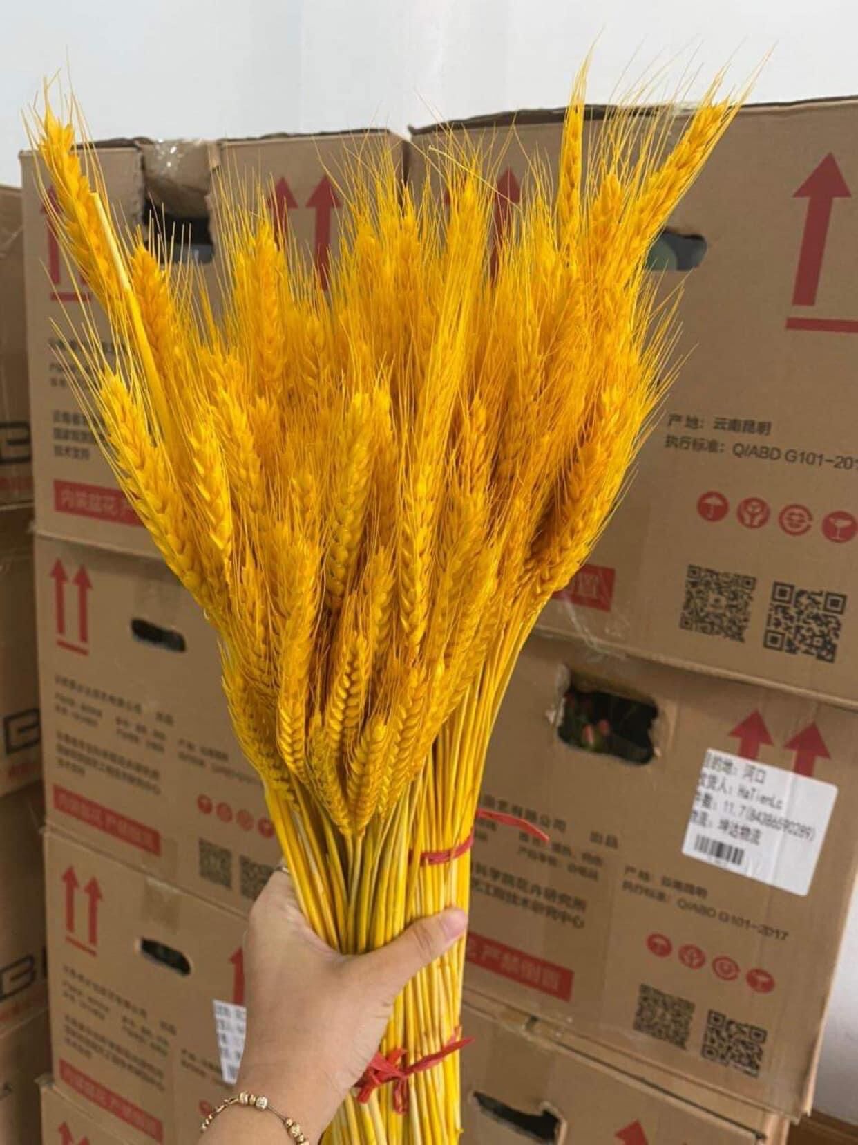 BÔNG LÚA MẠCH VÀNG 100 bông