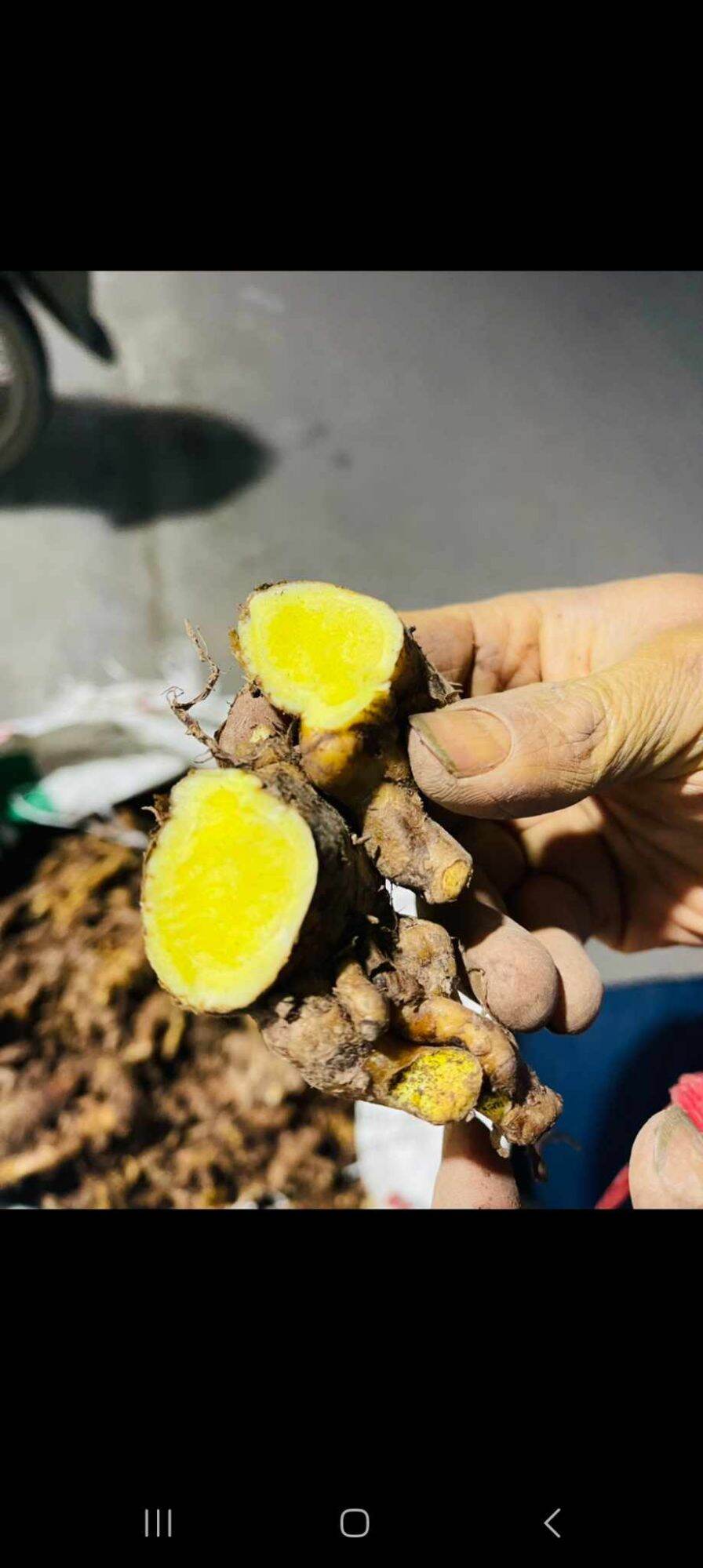 1kg củ nghệ bọ cạp tươi ruột vàng