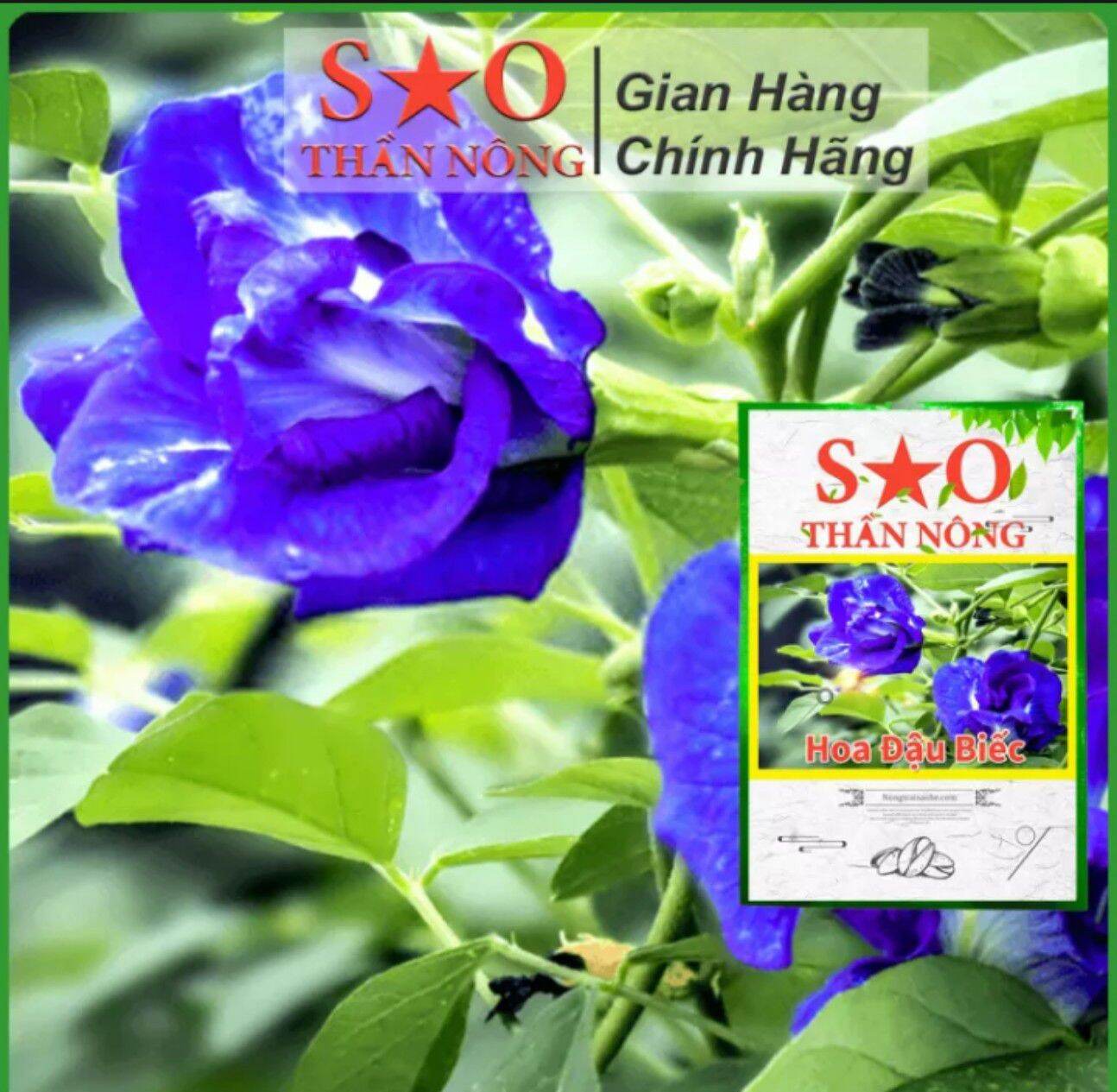 Hạt hoa đậu biếc kép 20 hạt
