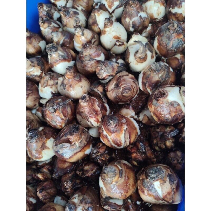 Củ hoa tiên ông cho Tết