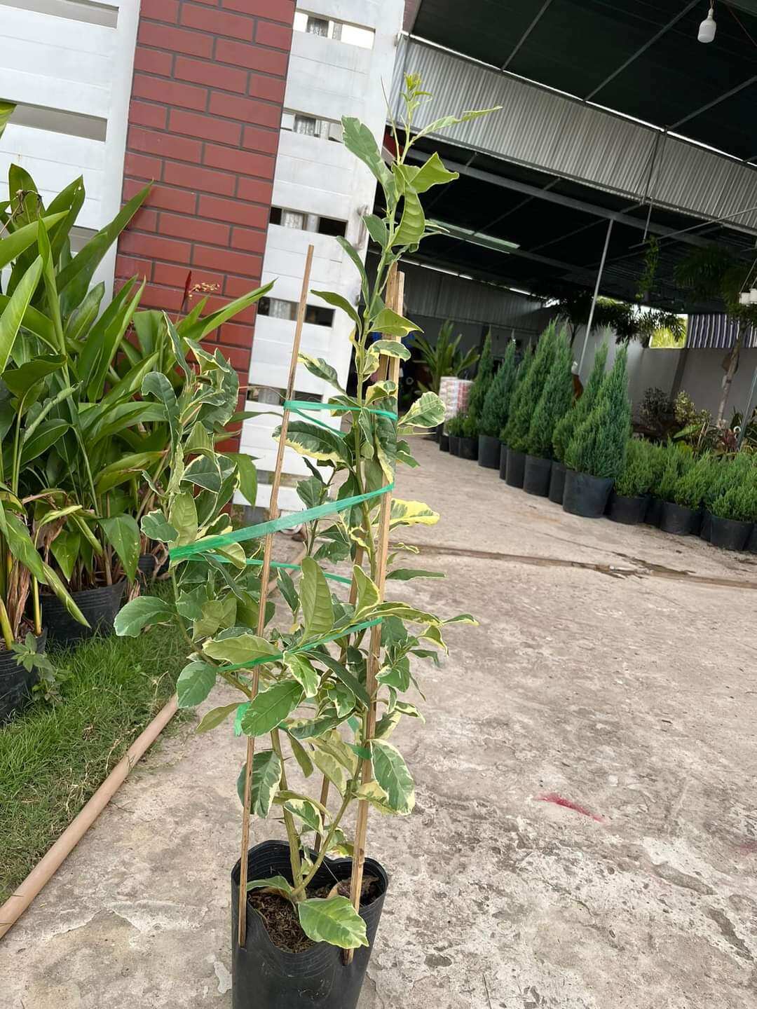 Cây chanh cẩm thạch