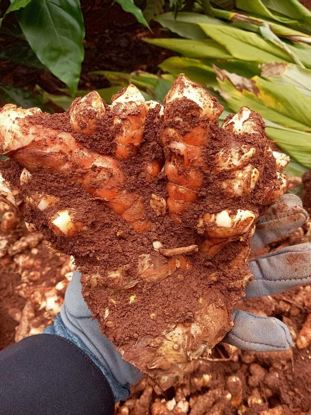 NGHỆ ĐỎ đào ở rừng không pha trộn