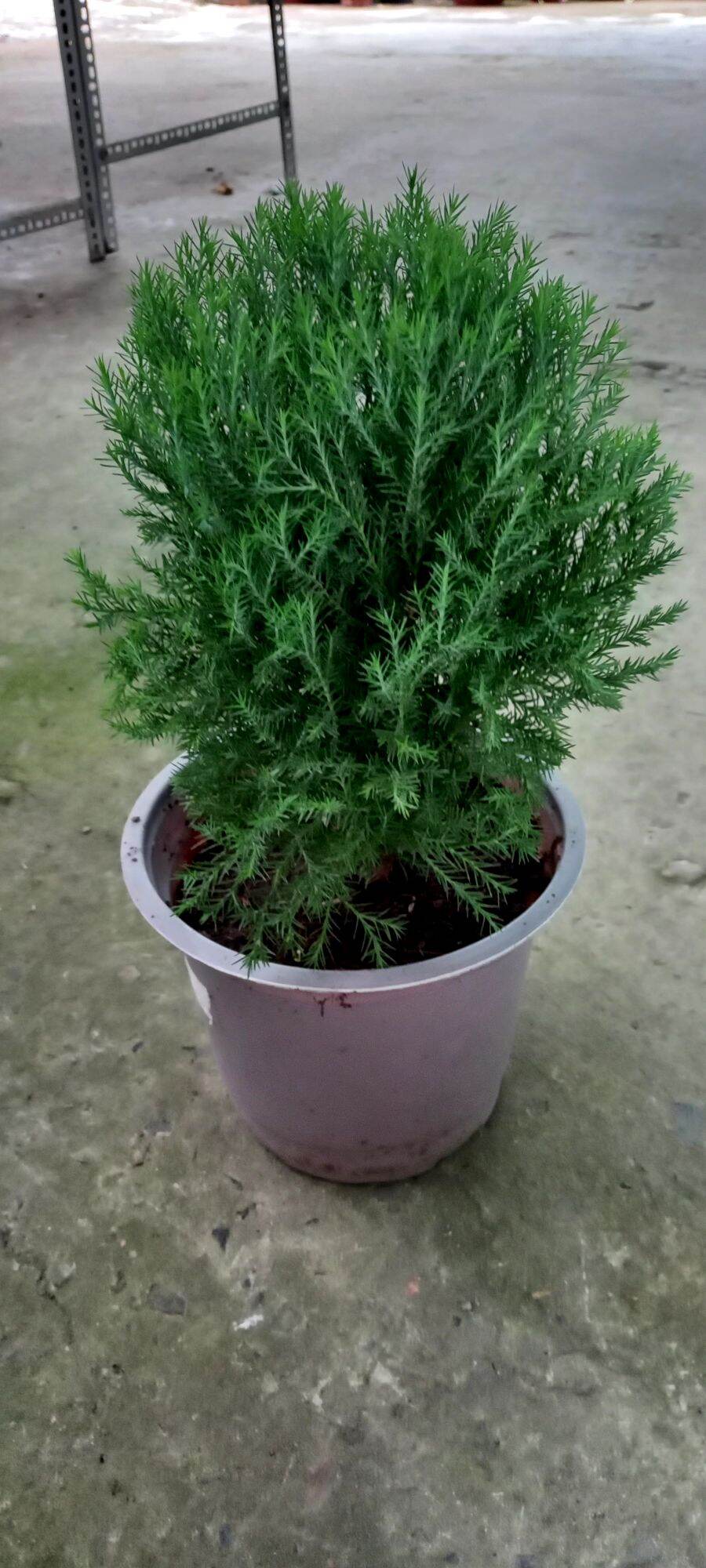 Cây Tùng Bồng Lai