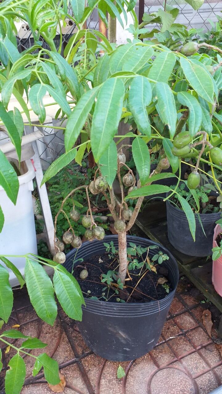 Chậu cây cóc thái bầu to, gốc to, cây đẹp, cao 100cm, có trái.