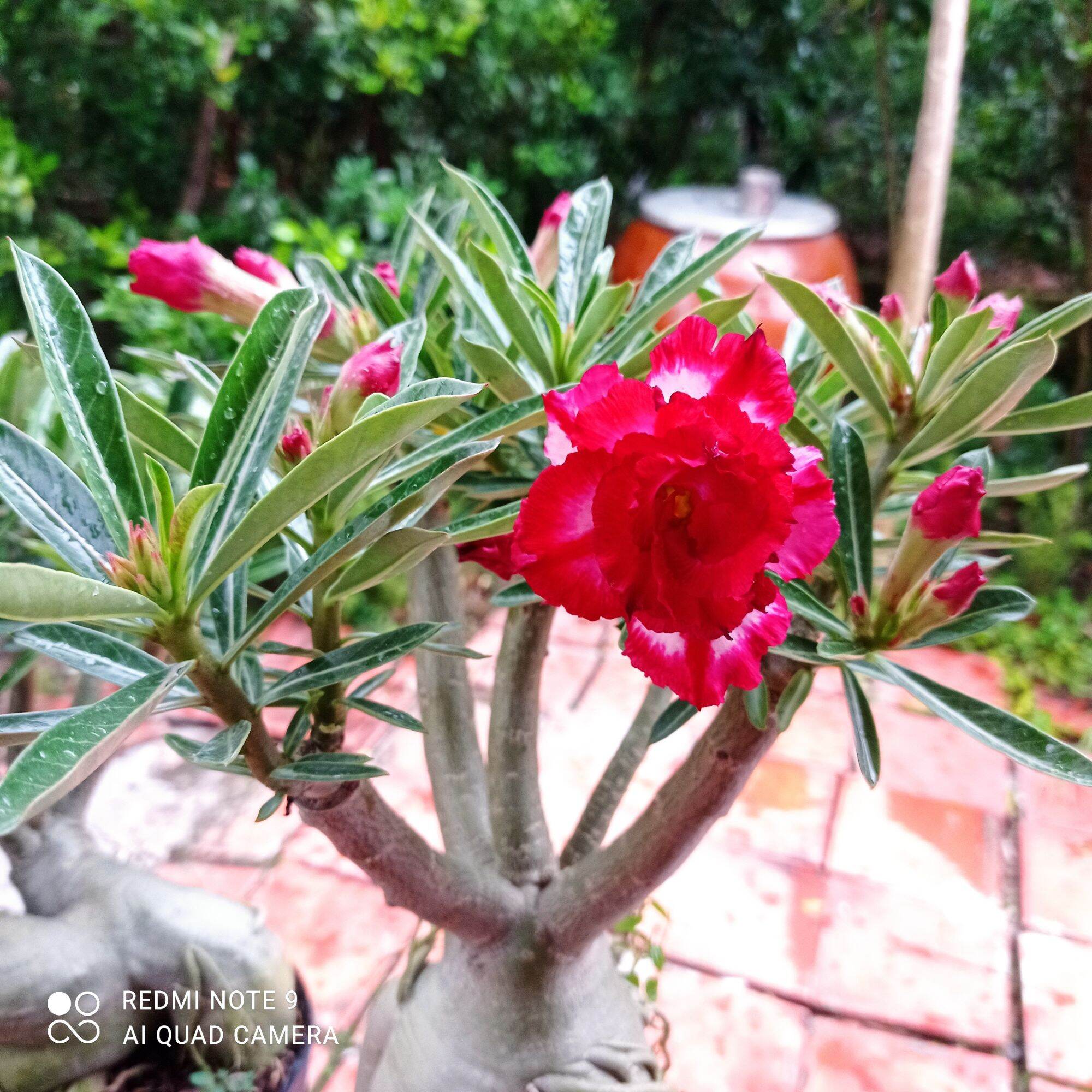 Sứ Thái Cánh Kép siêu bông