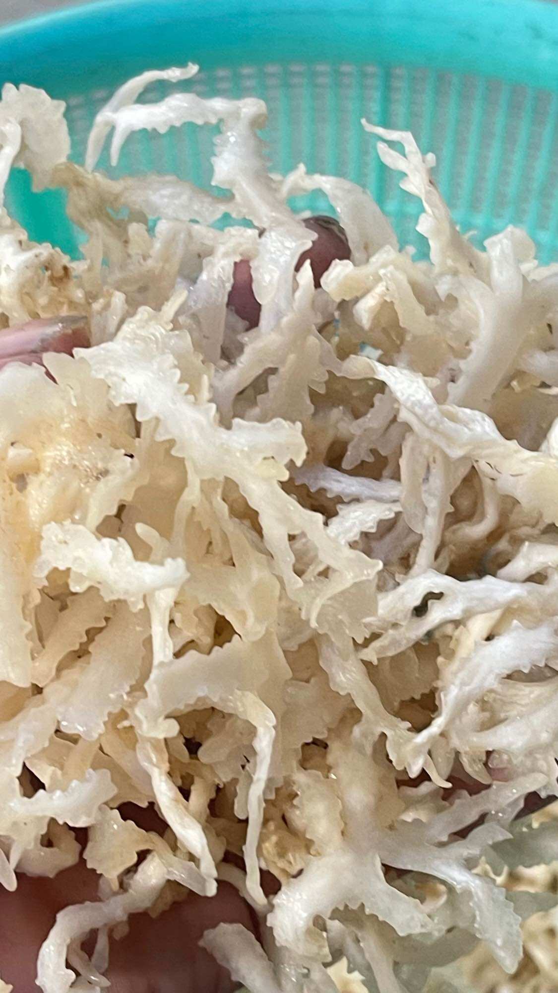 Rau câu chân vịt tui 500g
