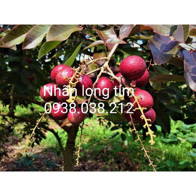 CÂY GIỐNG NHÃN LONG TÍM CHUẨN F1