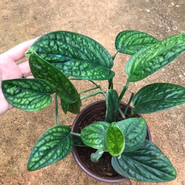 <CÂY PHONG THỦY> Chậu Trầu Bà Hạnh Phúc Monstera Peru - sz trung