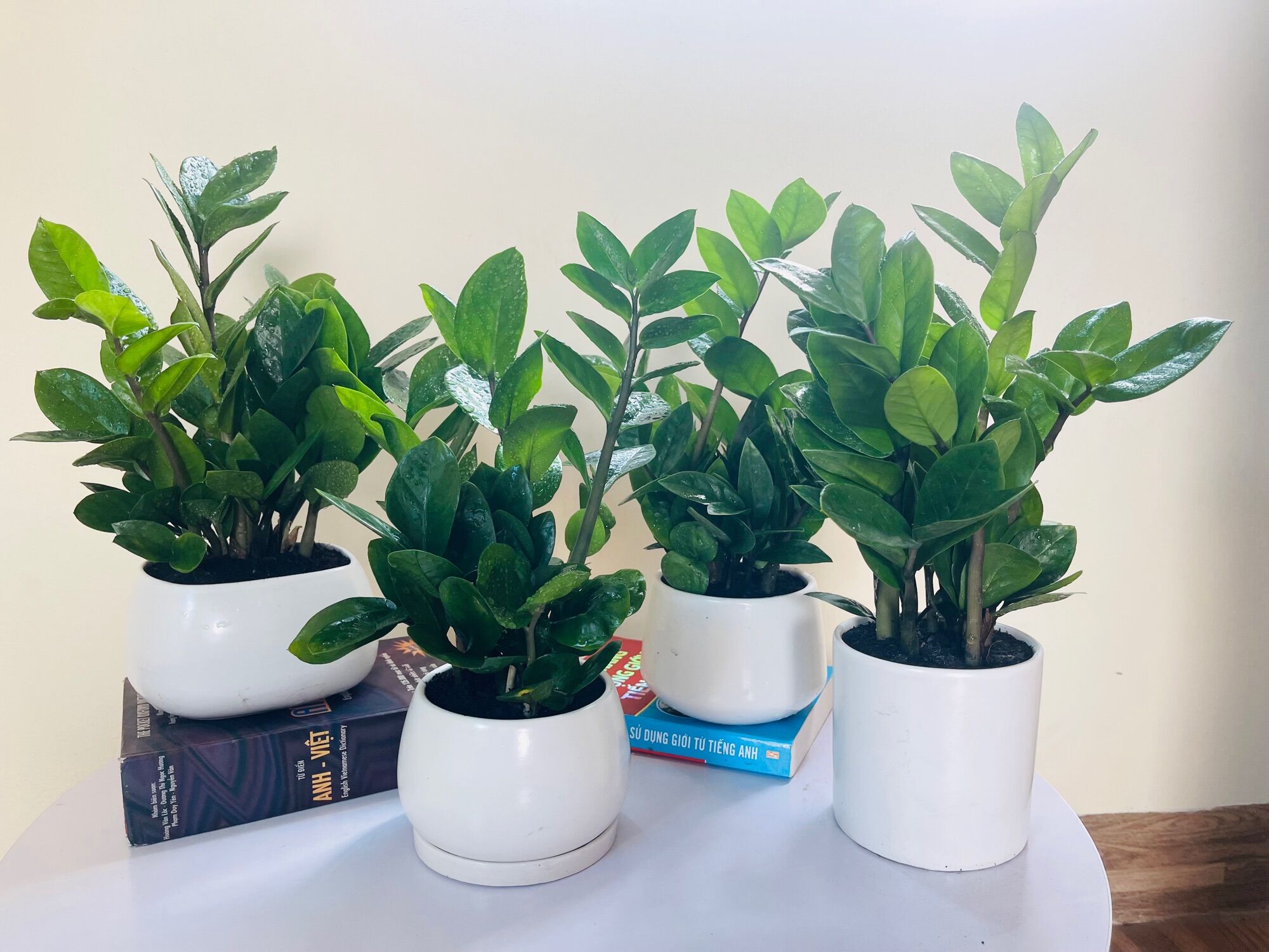 Cây kim tiền size để bàn