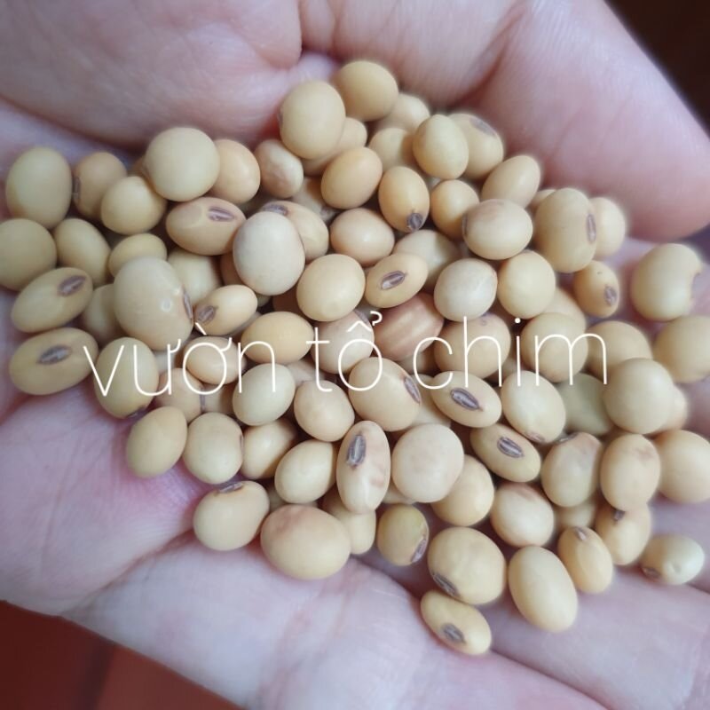Hạt giống Đậu Nành - đậu tương thuần chủng