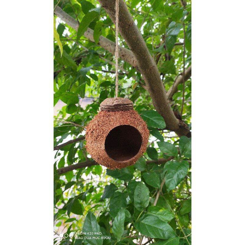 Tổ chim gáo dừa trơn