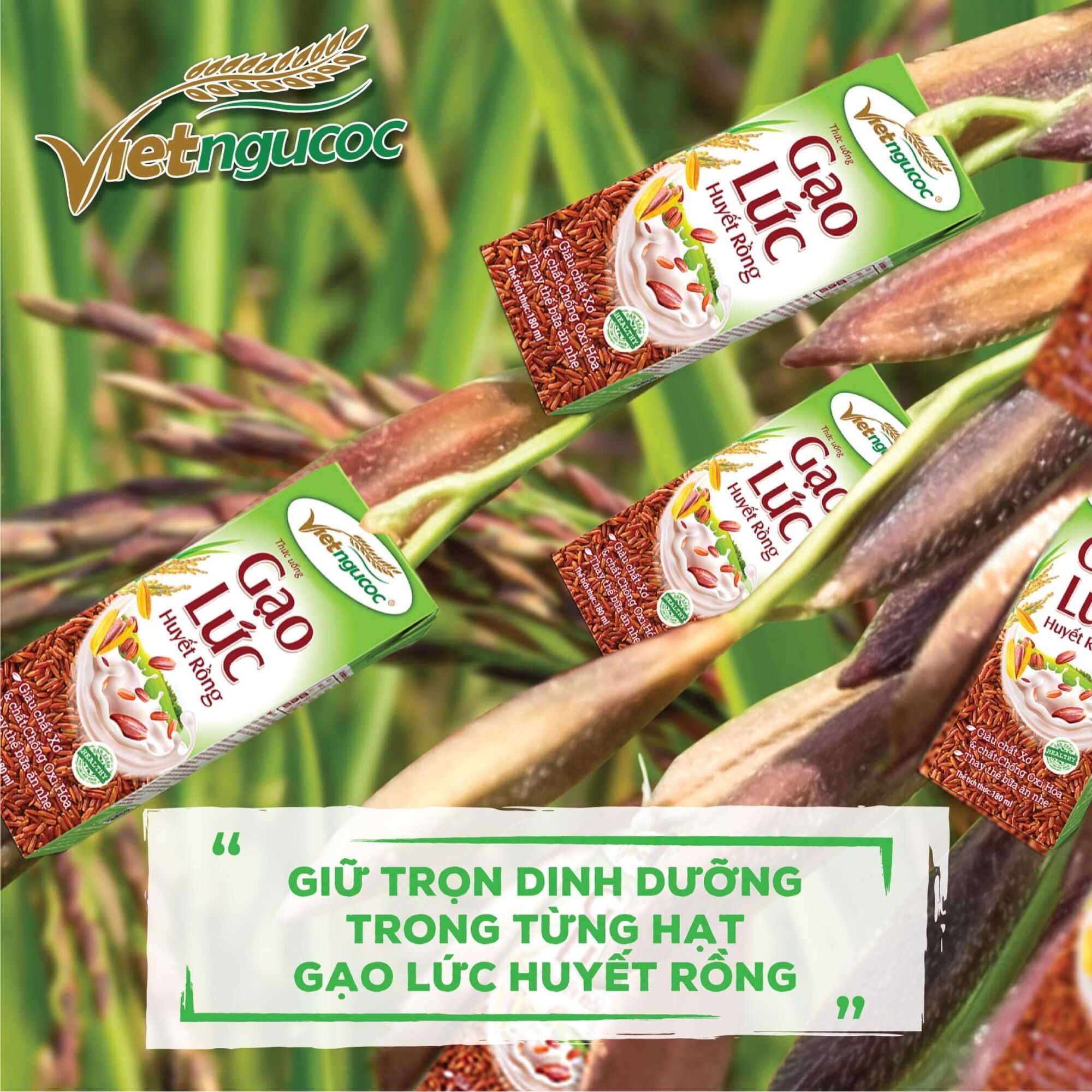 Lốc 4 hộp thức uống gạo lứt huyết rồng 180ml