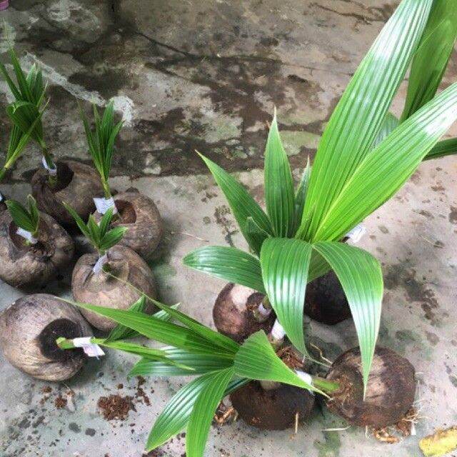 Dừa xiêm lùn vàng