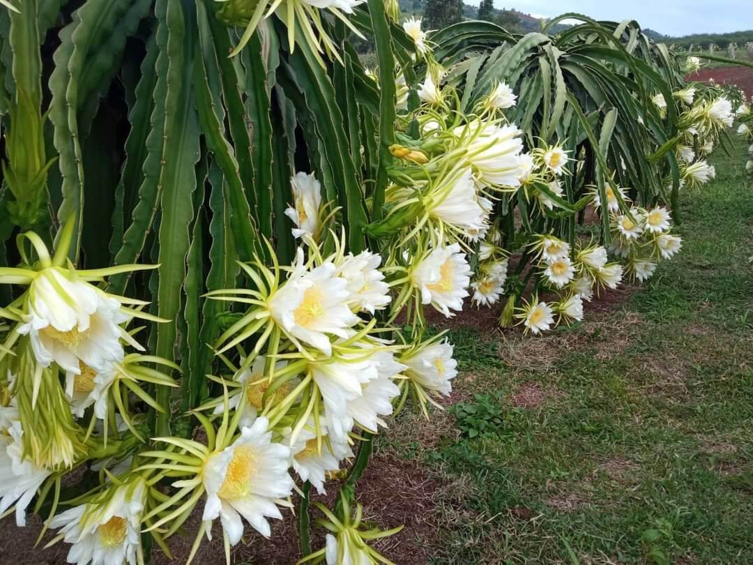 [HCM]Chế phẩm phòng trừ côn trùng Emina BT