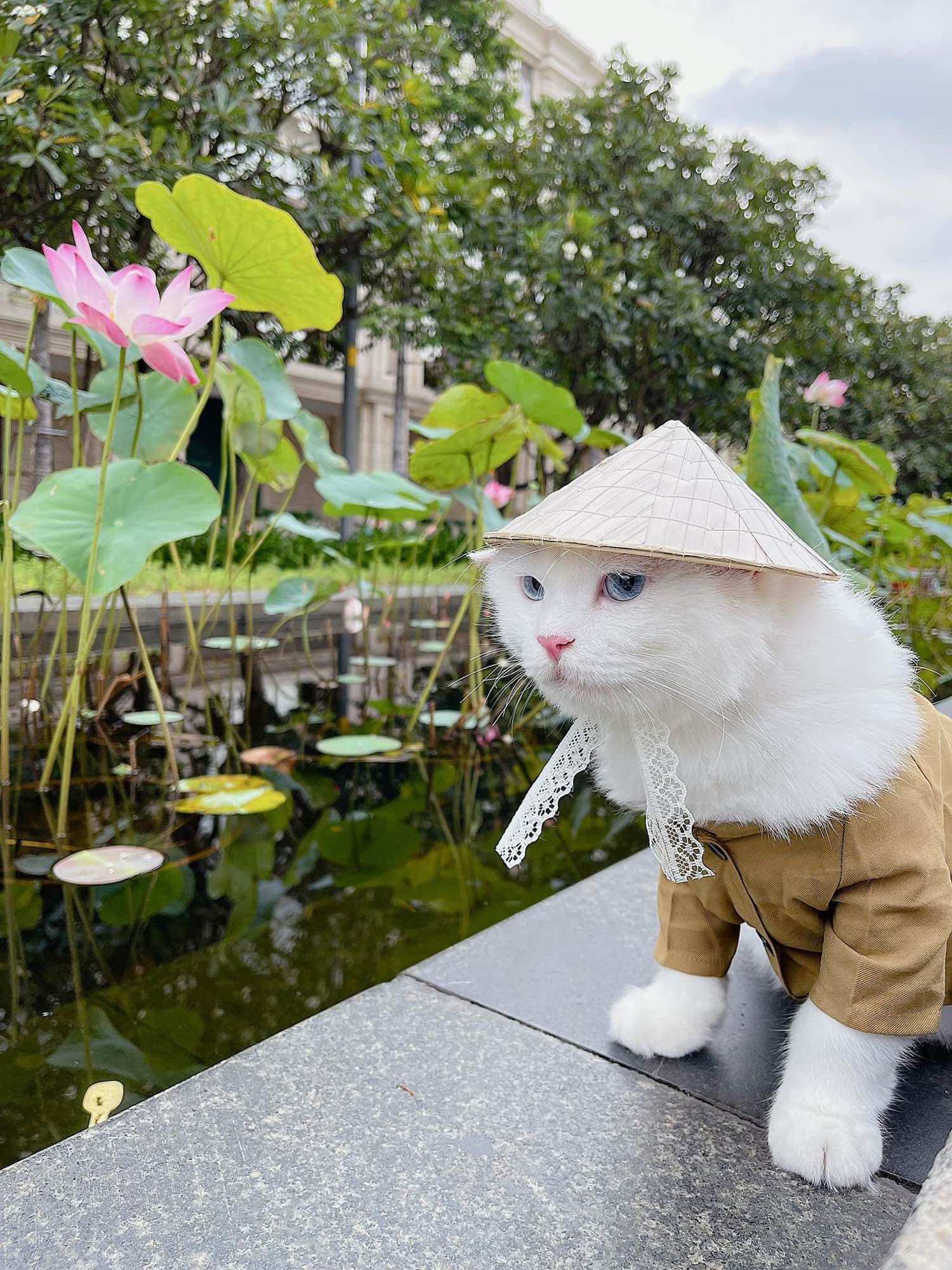 Nón lá cho thú cưng chó mèo
