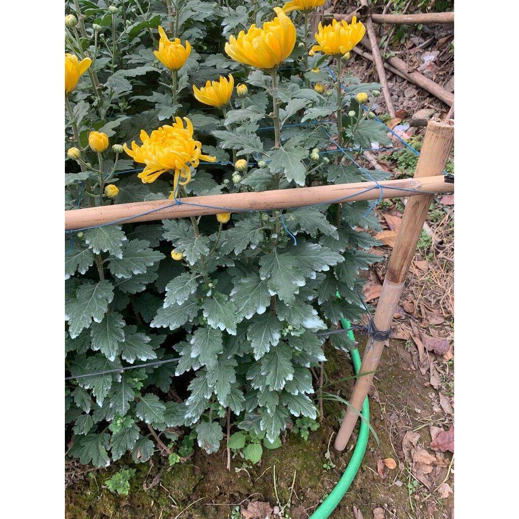 PHÂN GÀ HỮU CƠ NHẬT - DẠNG BỘT (BAO 15Kg)