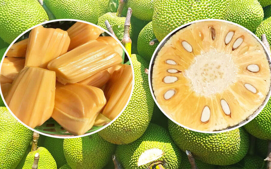 CÂY GIỐNG MÍT THÁI CẤY MÔ SIÊU NHANH LỚN