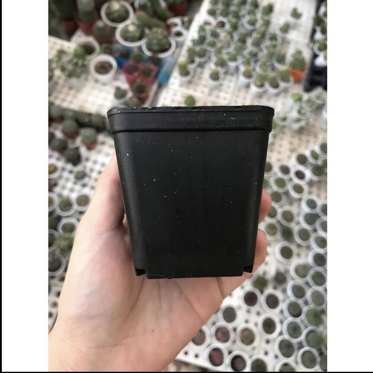 Chậu nhưah trồng sen đá