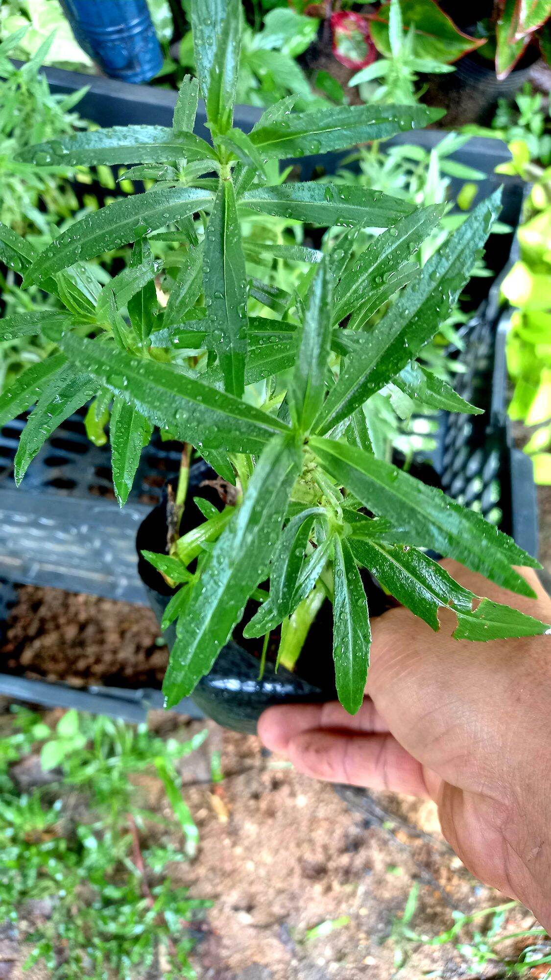 Cây hoa violet .2 bầu cây.hình 2