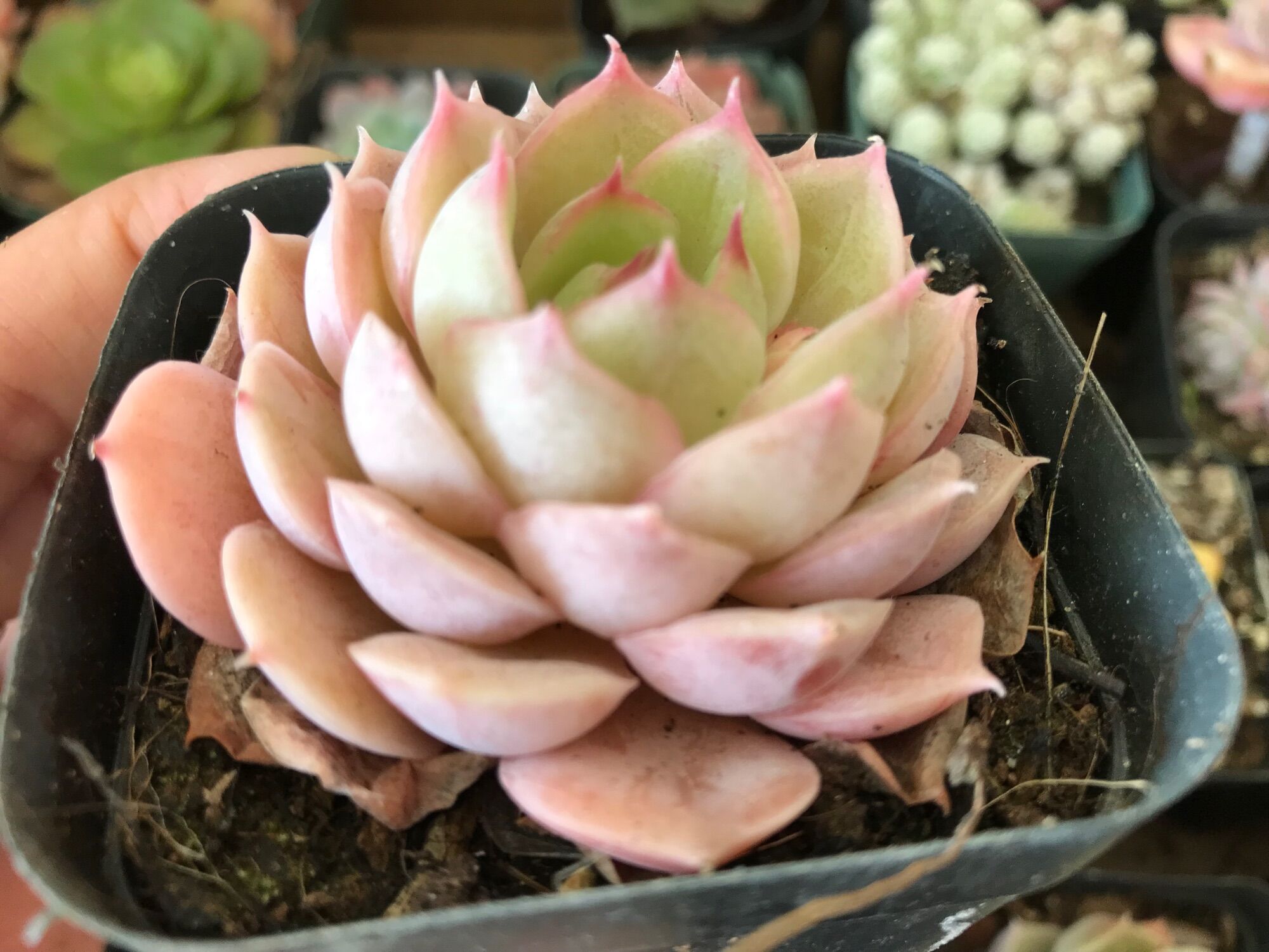 Sen đá pha Lê Hồng cánh tròn