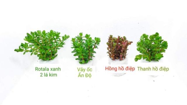 cây thuỷ sinh cắt cắm lá cạn không cần co2