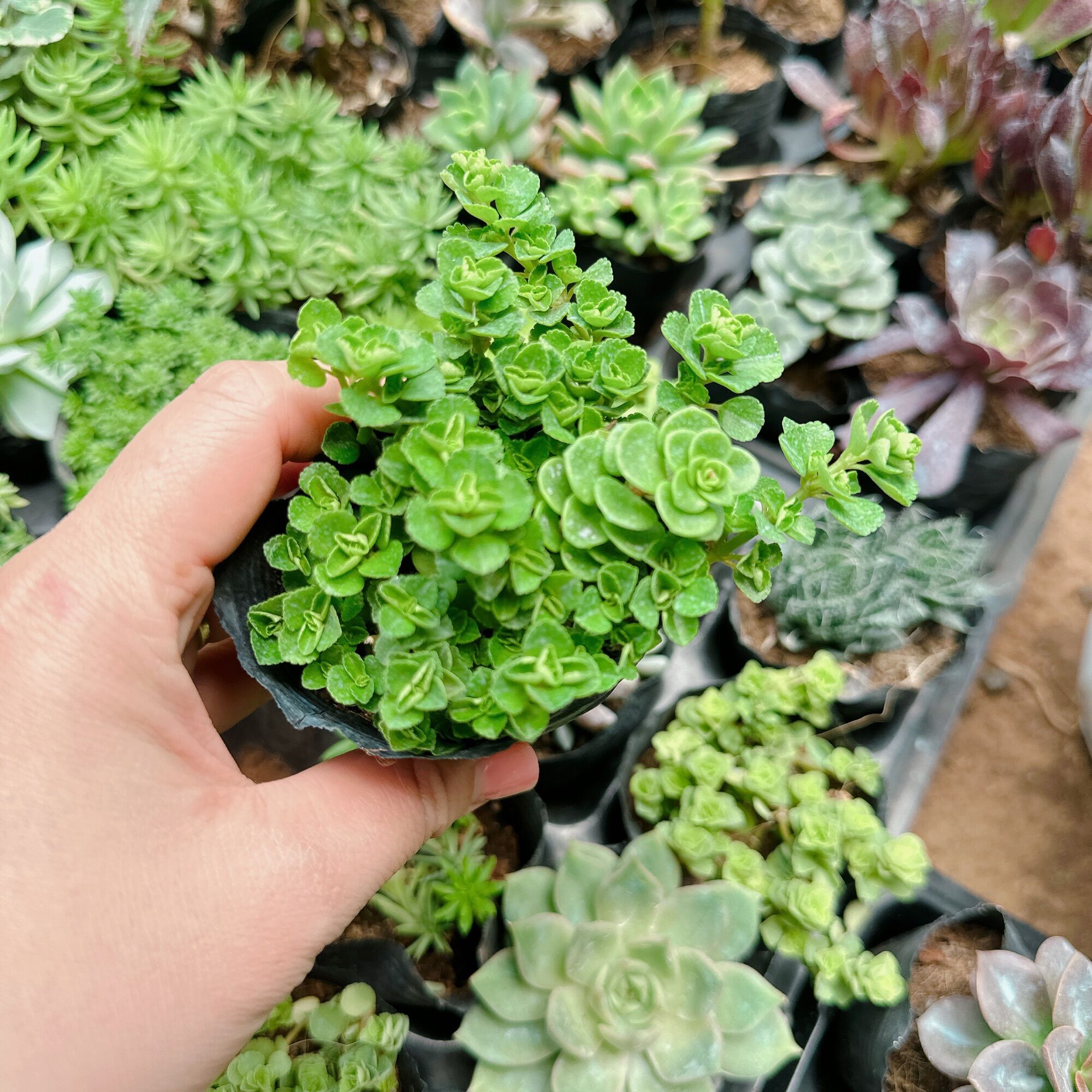 Sedum xanh xuất vườn đà Lạt size bầu