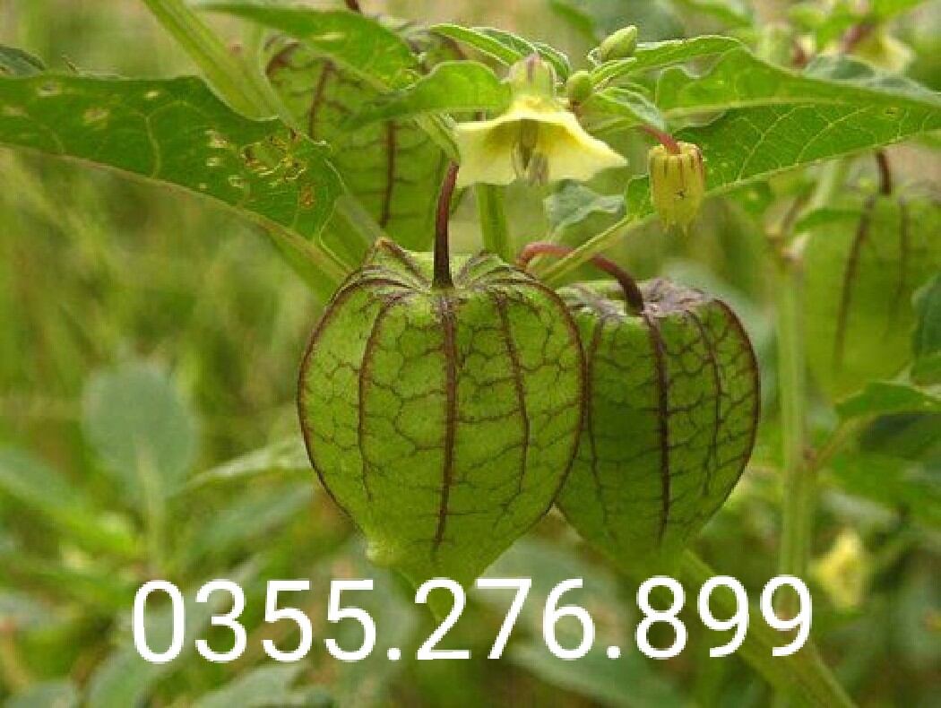 Chuẩn cây tầm bóp khô 1kg