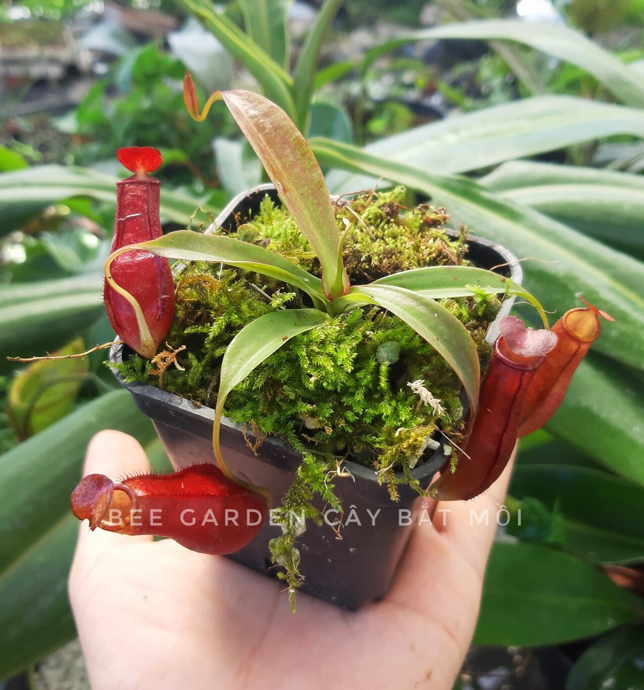 Carnivorous plant, tropical plant, N. mirabilis x gracilis