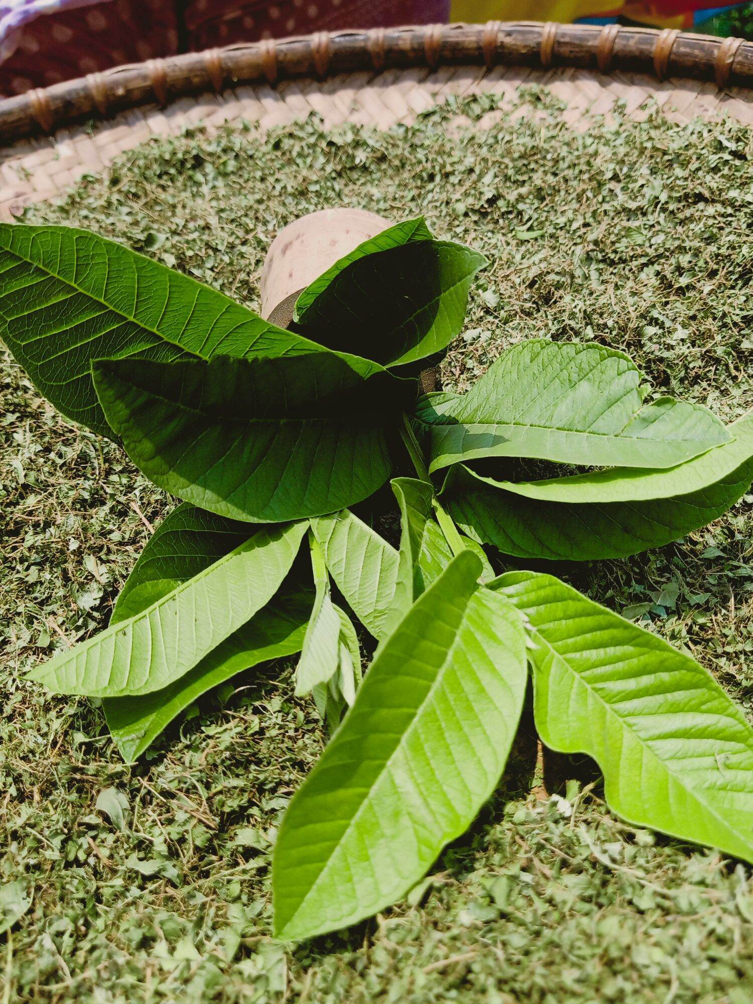Bột lá ổi dùng pha trà, hỗ trợ giảm cân túi 500g