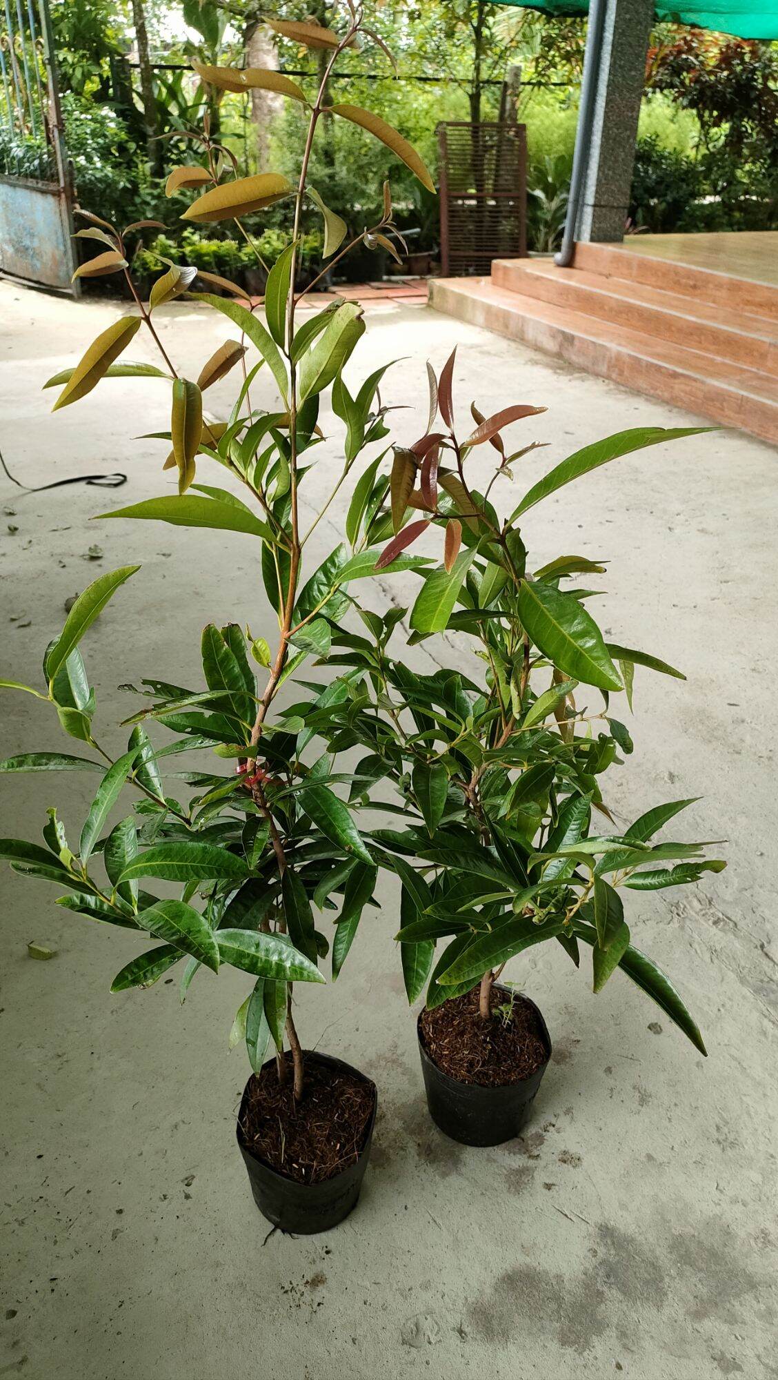 Cây giống mận lý